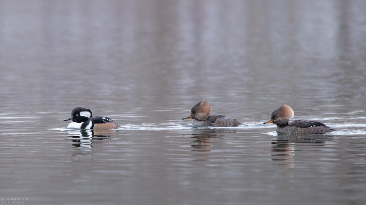 Hooded Merganser - ML645868183