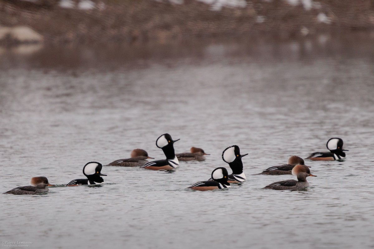 Hooded Merganser - ML645868184