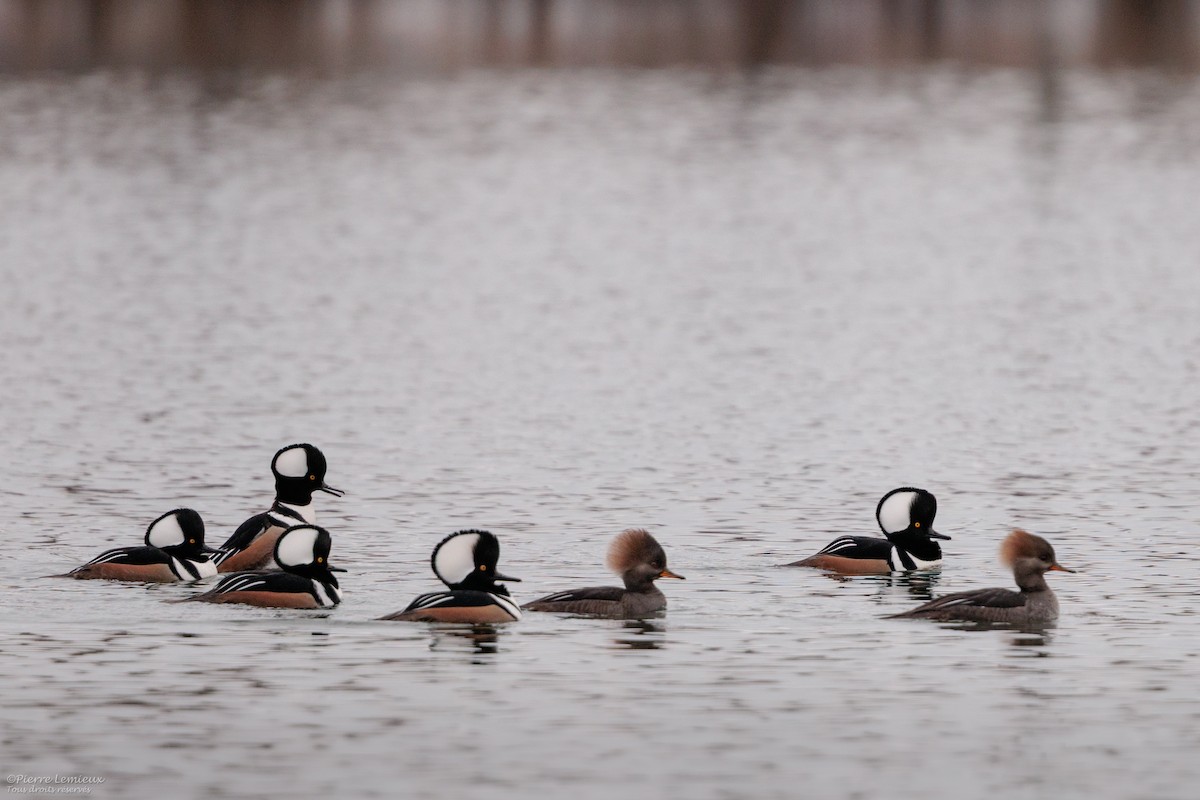 Hooded Merganser - ML645868185
