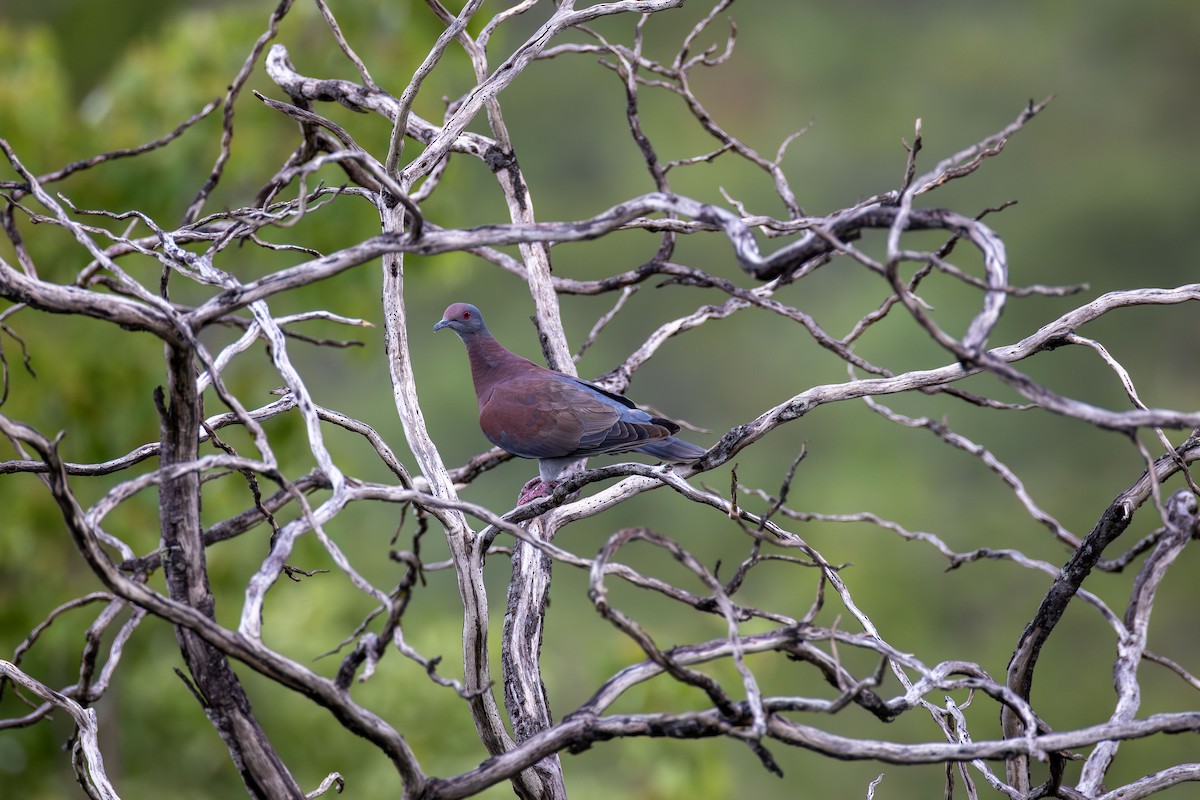 Pale-vented Pigeon - ML645868187
