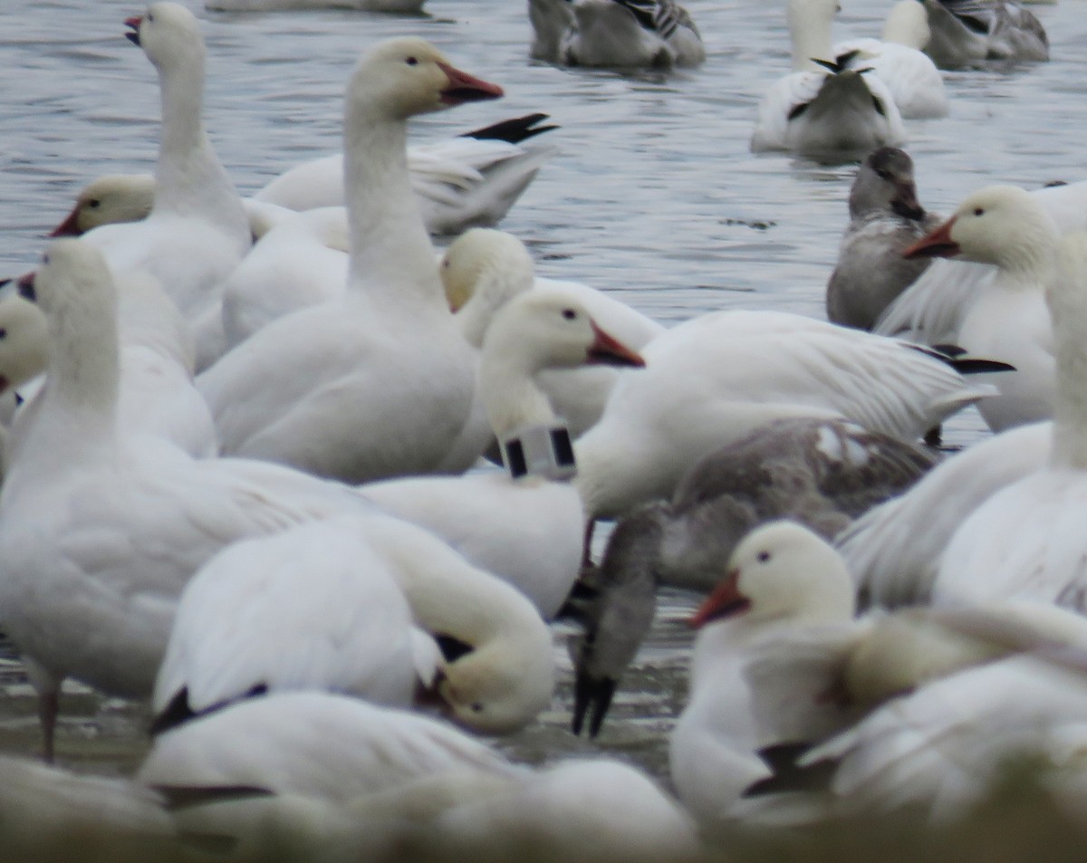 Snow Goose - ML645868189