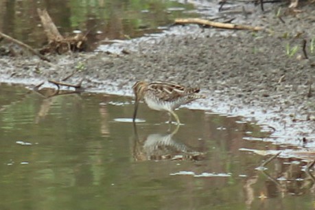Wilson's Snipe - ML645868195