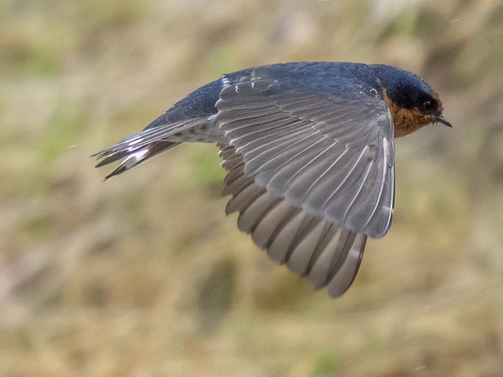 Welcome Swallow - ML645868205