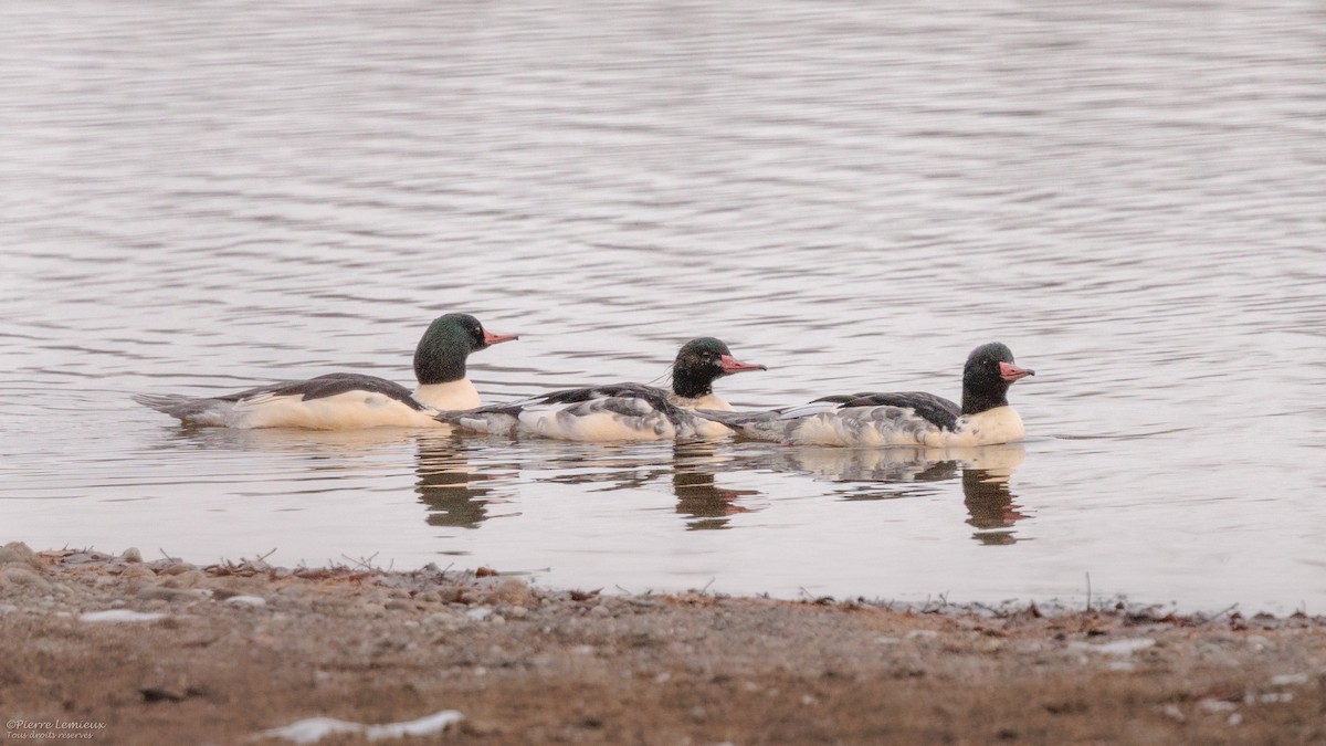 Common Merganser - ML645868206