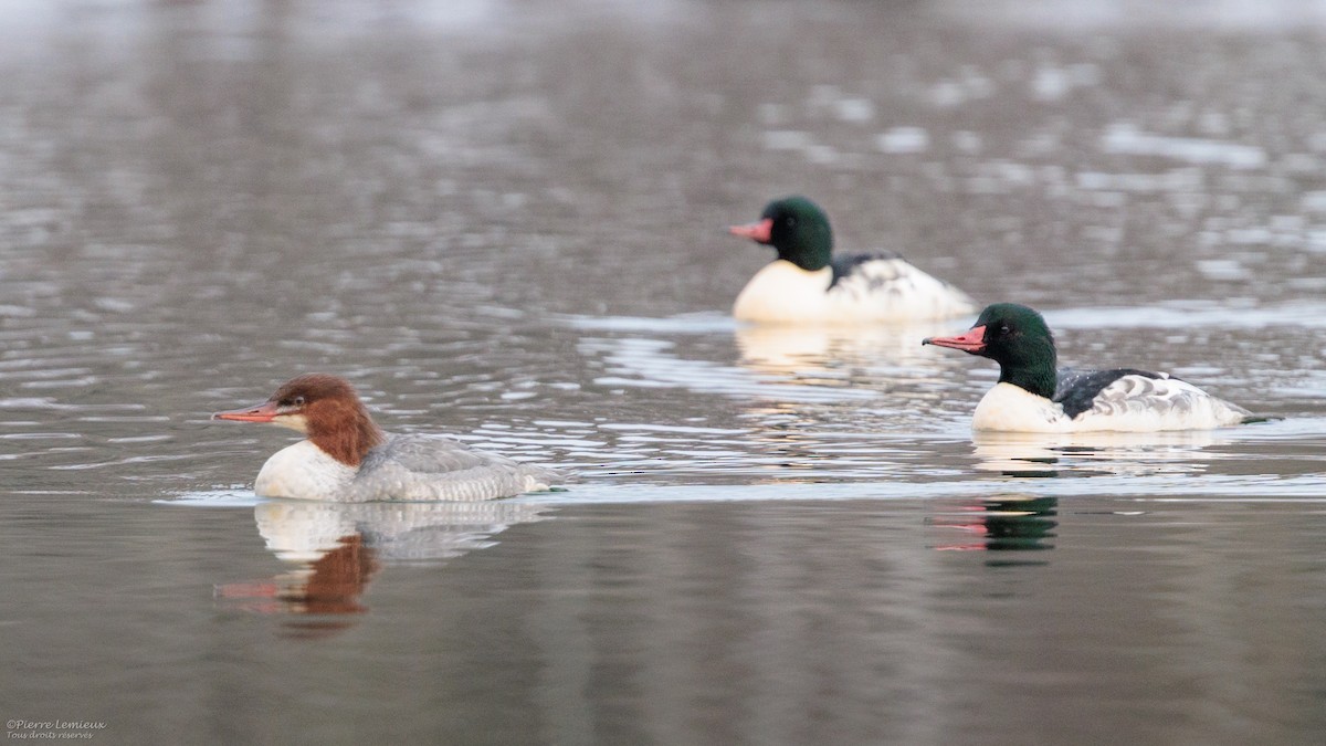 Common Merganser - ML645868207