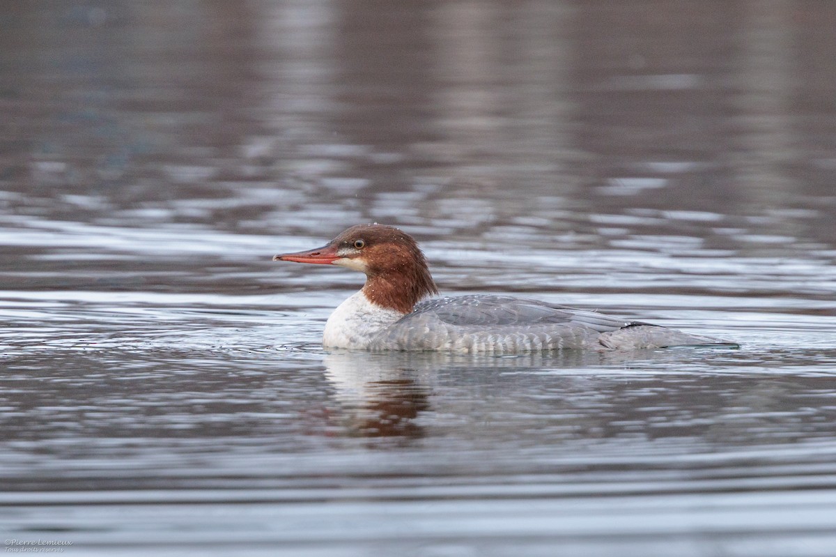 Common Merganser - ML645868208