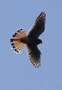 American Kestrel - ML645868221