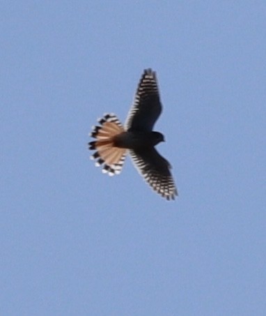 American Kestrel - ML645868222