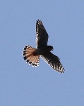 American Kestrel - ML645868223