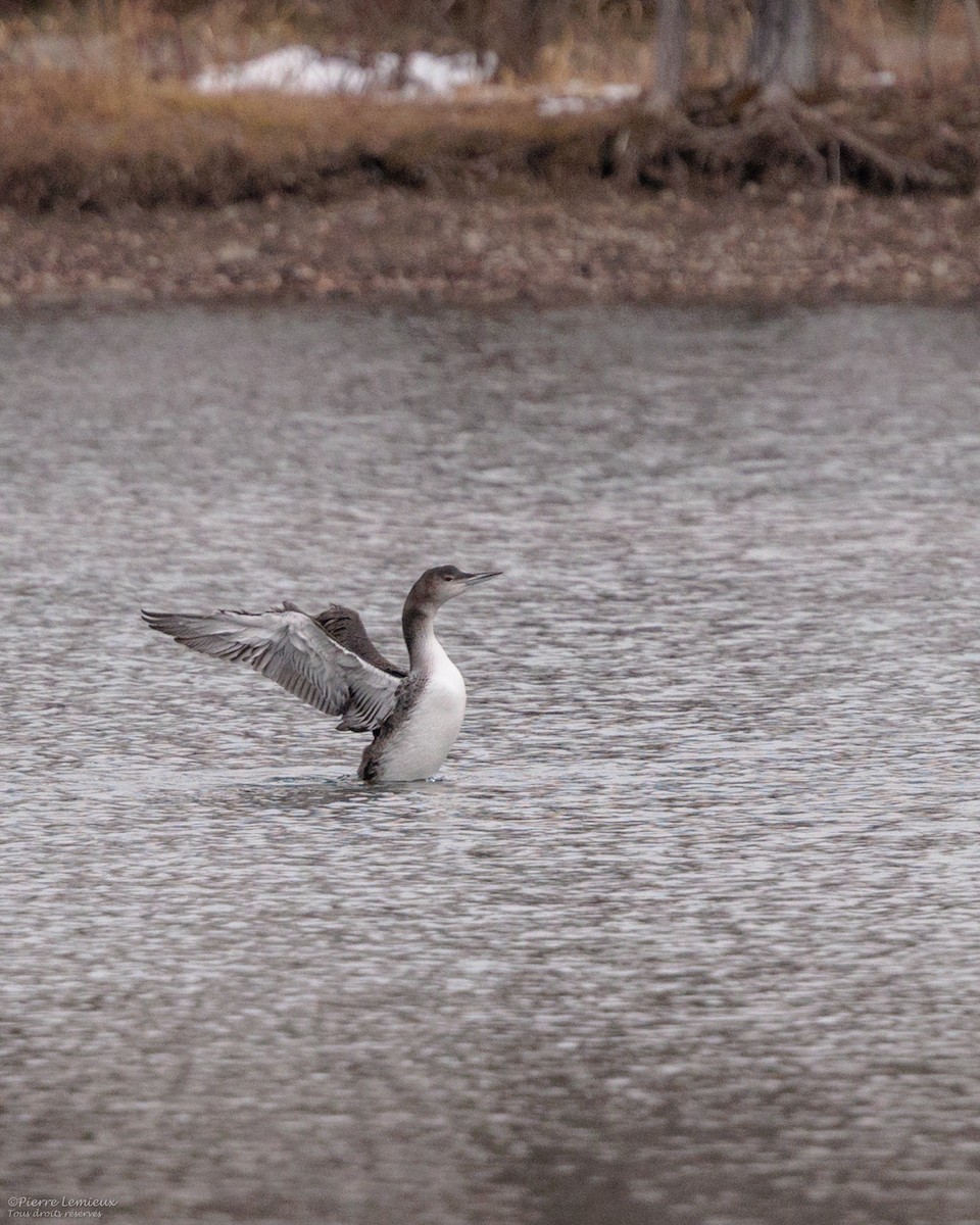 Common Loon - ML645868226