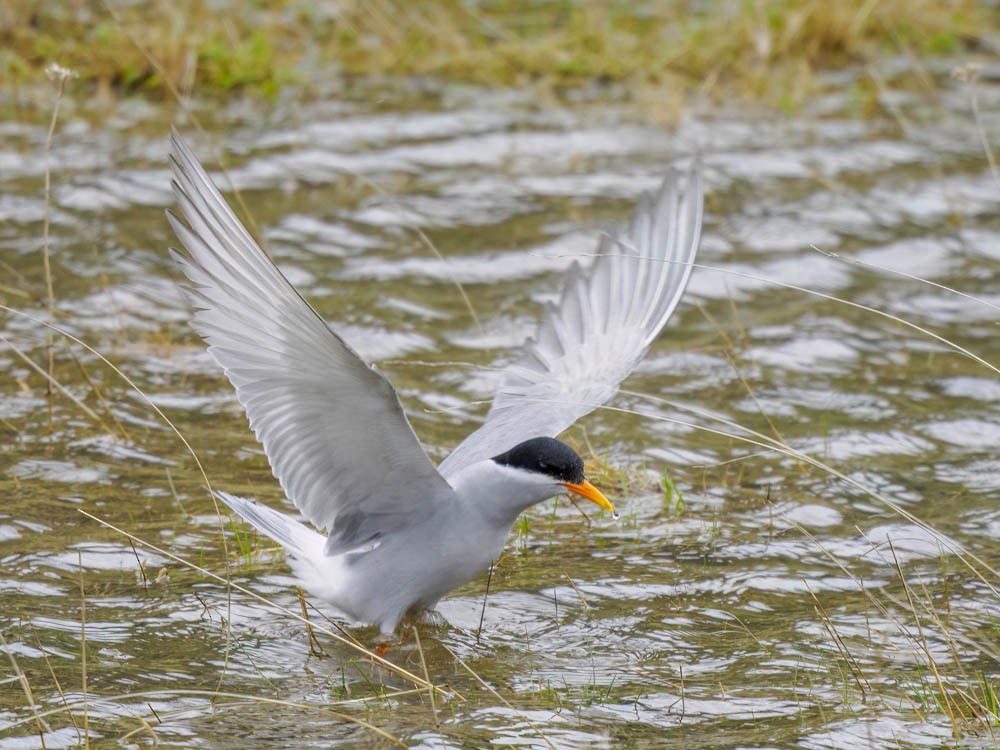 Black-fronted Tern - ML645868229