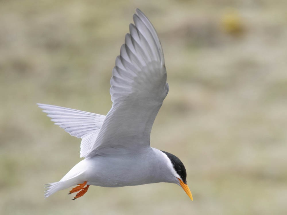 Black-fronted Tern - ML645868230