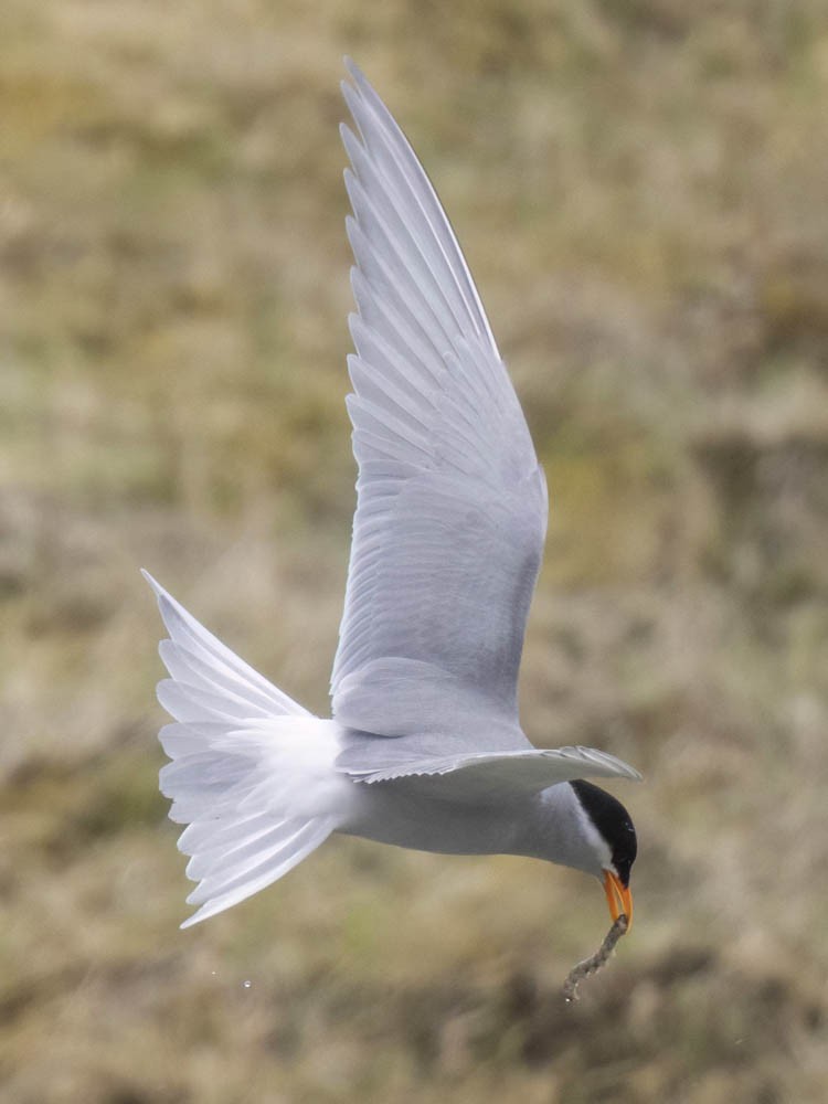 Black-fronted Tern - ML645868231