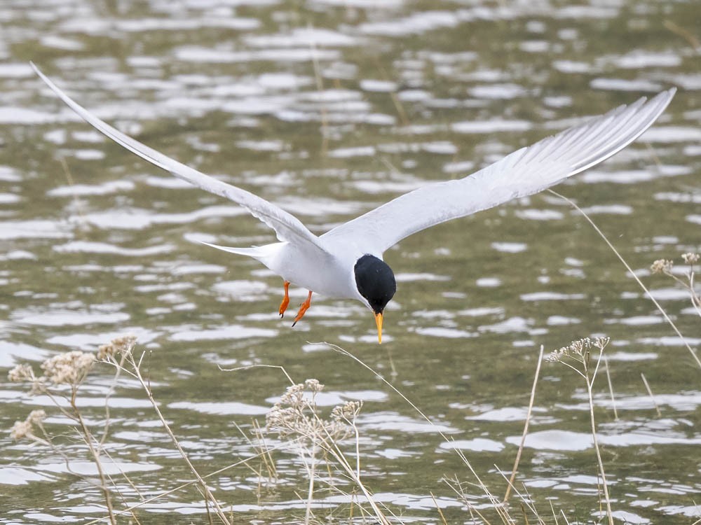 Black-fronted Tern - ML645868232