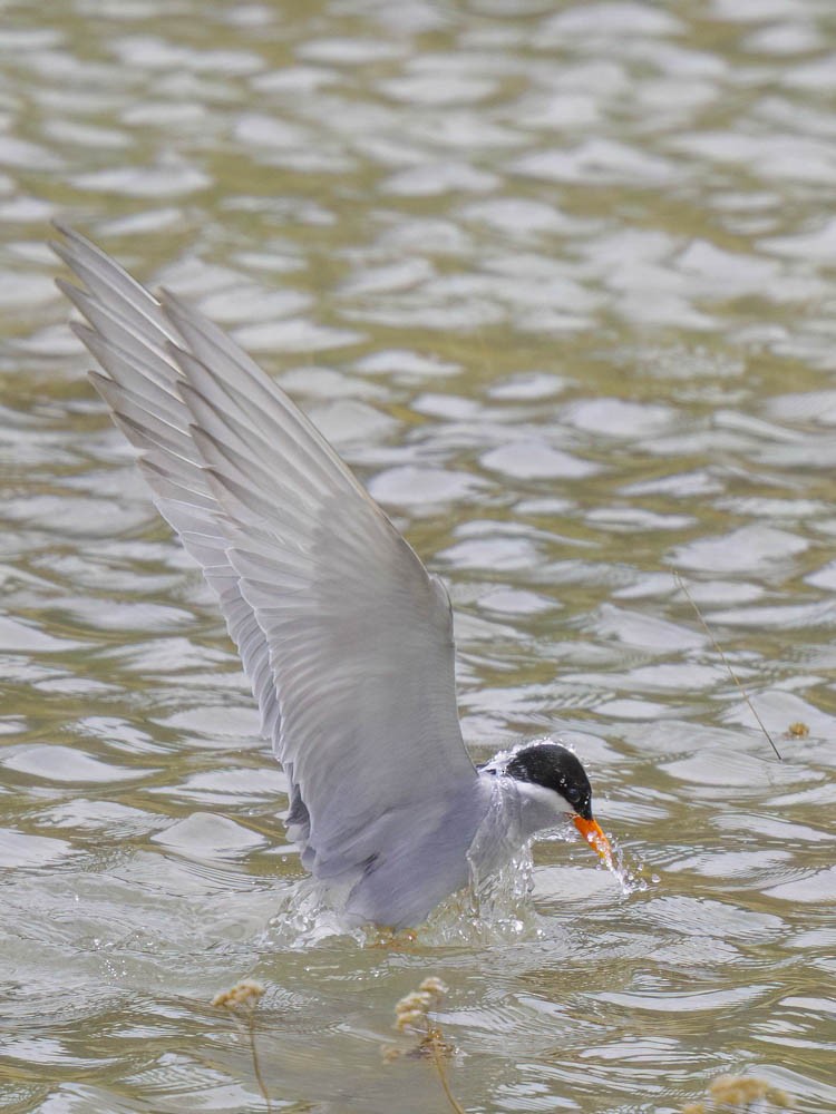 Black-fronted Tern - ML645868233