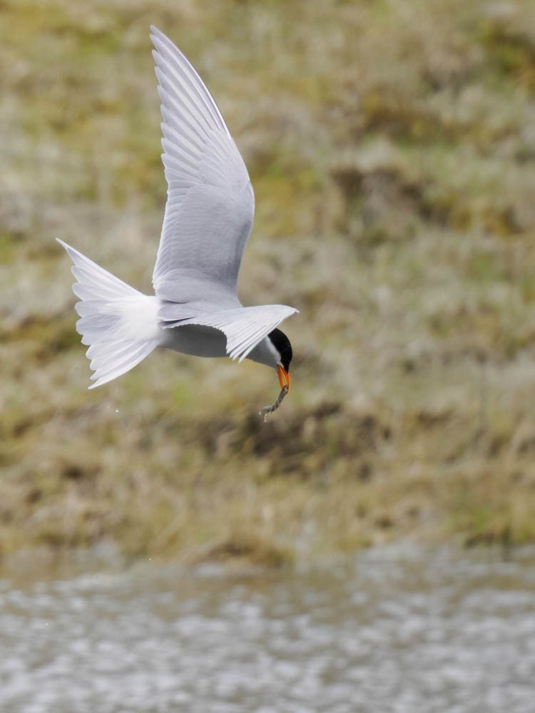 Black-fronted Tern - ML645868234
