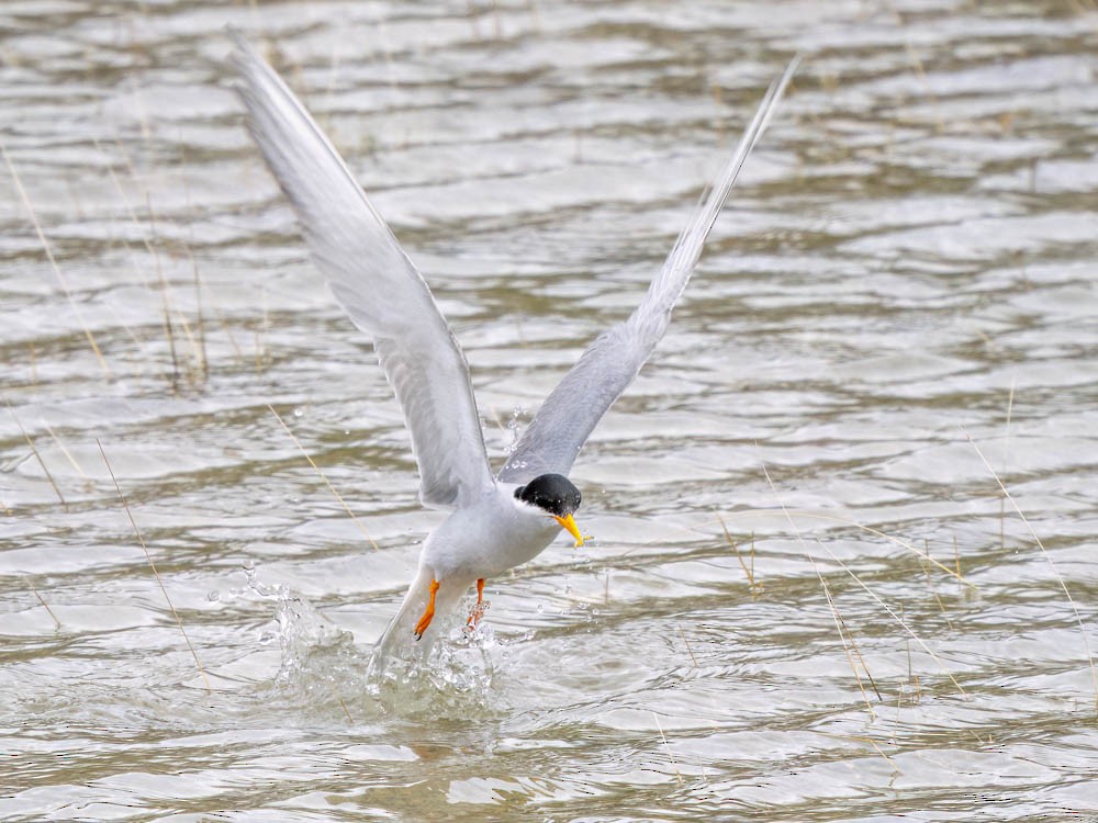 Black-fronted Tern - ML645868235