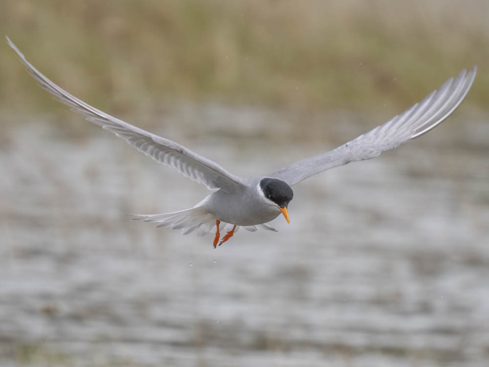 Black-fronted Tern - ML645868236