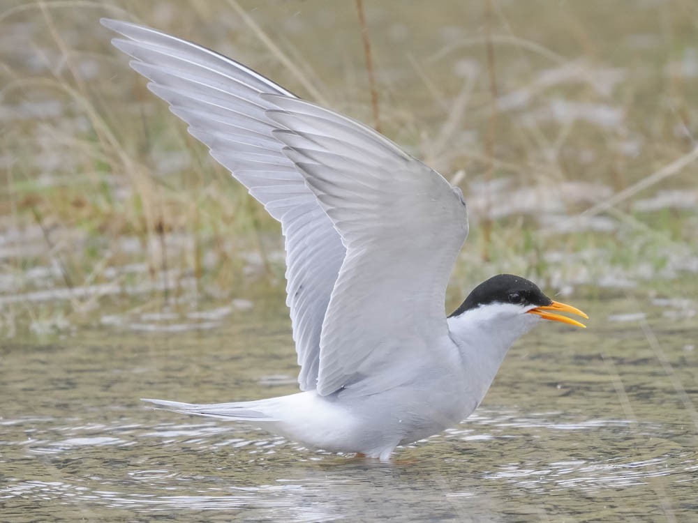 Black-fronted Tern - ML645868237