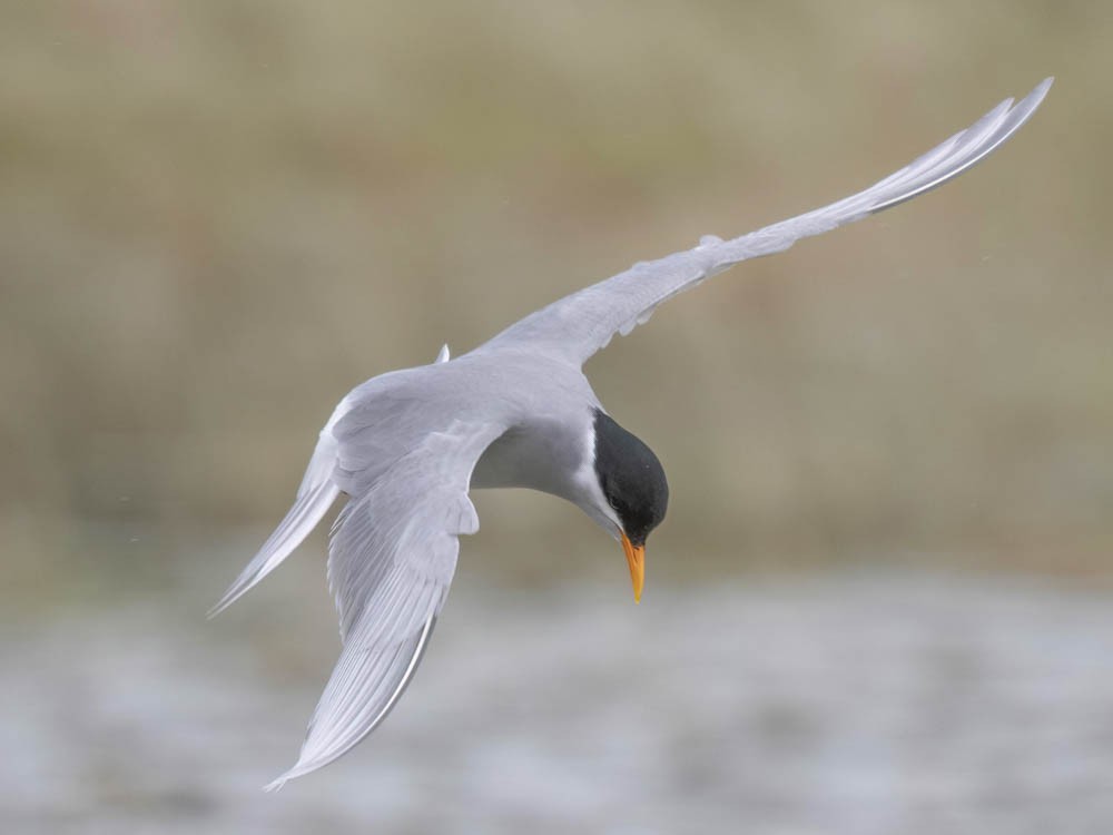 Black-fronted Tern - ML645868238