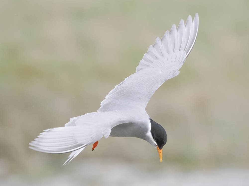 Black-fronted Tern - ML645868239