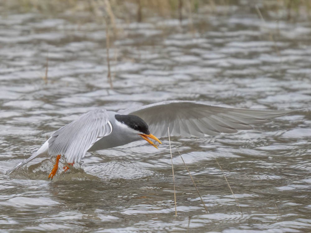 Black-fronted Tern - ML645868240