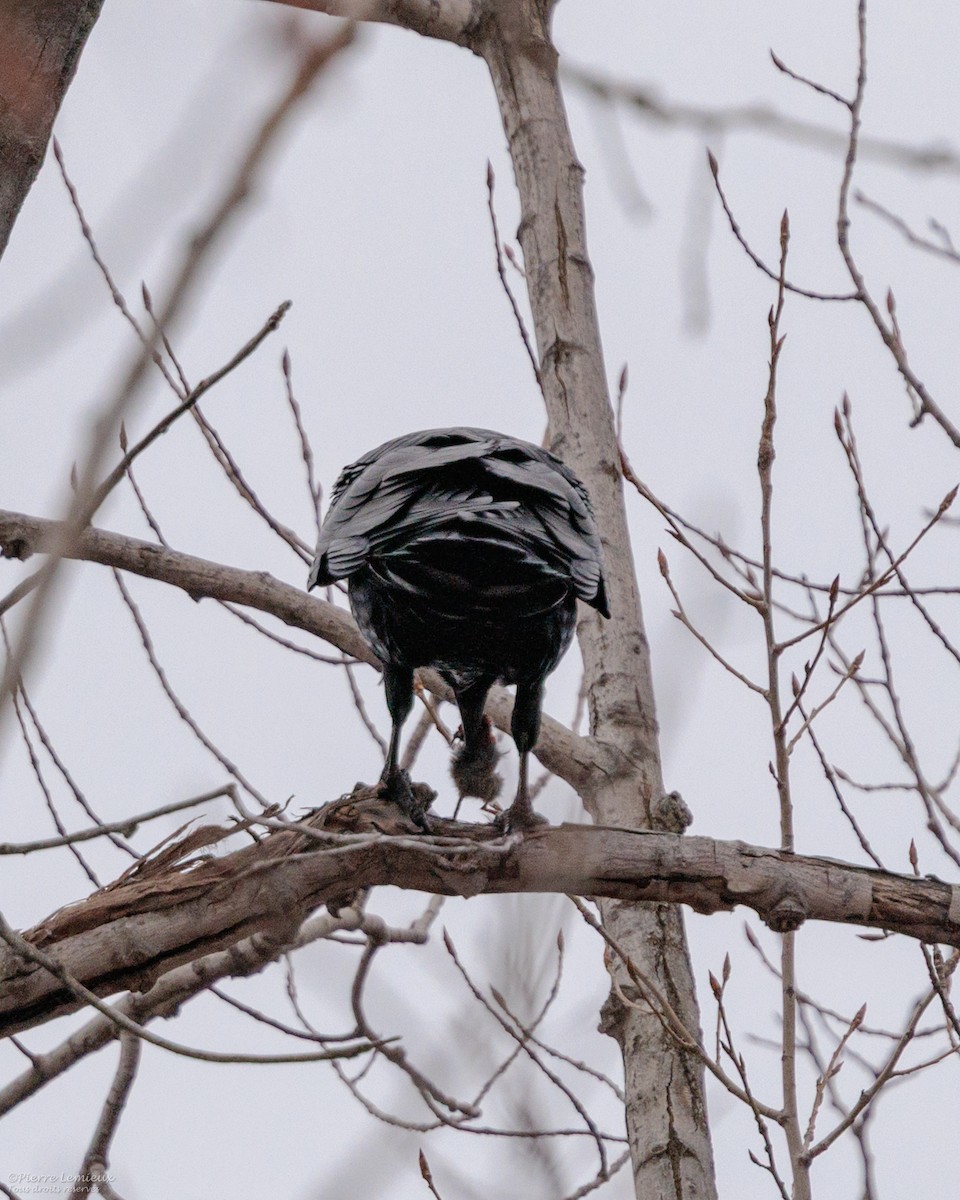 Common Raven - ML645868246