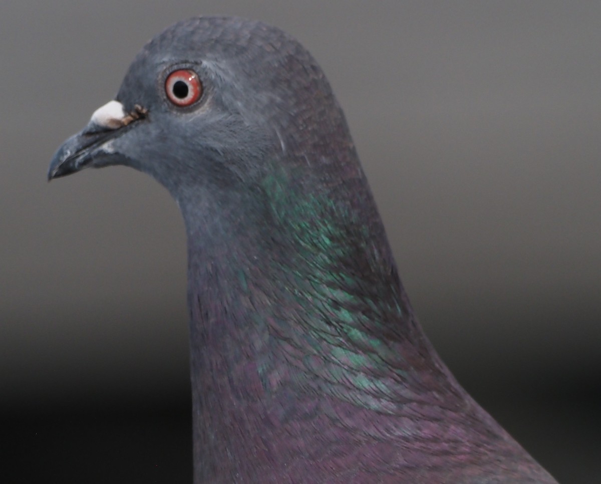 Kaya Güvercini (evcil tip) - ML645868248