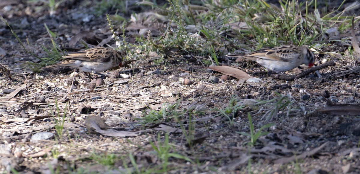Pin-tailed Whydah - ML645868256