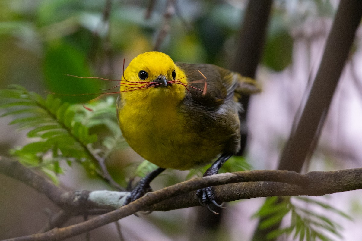 Yellowhead - ML645868264