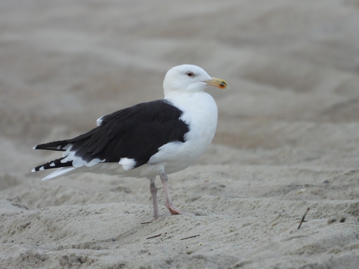 Great Black-backed Gull - ML645868267