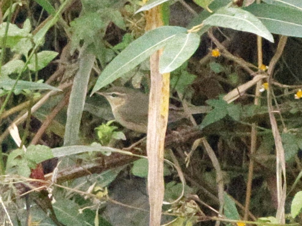 עלווית כהה - ML645868271