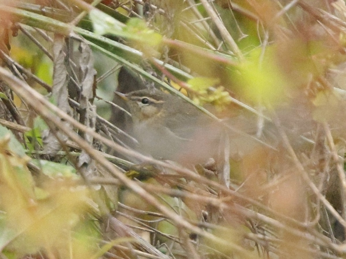 עלווית כהה - ML645868272