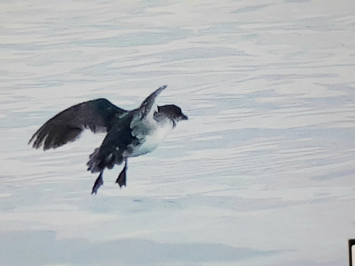 Common Diving-Petrel - ML645868274