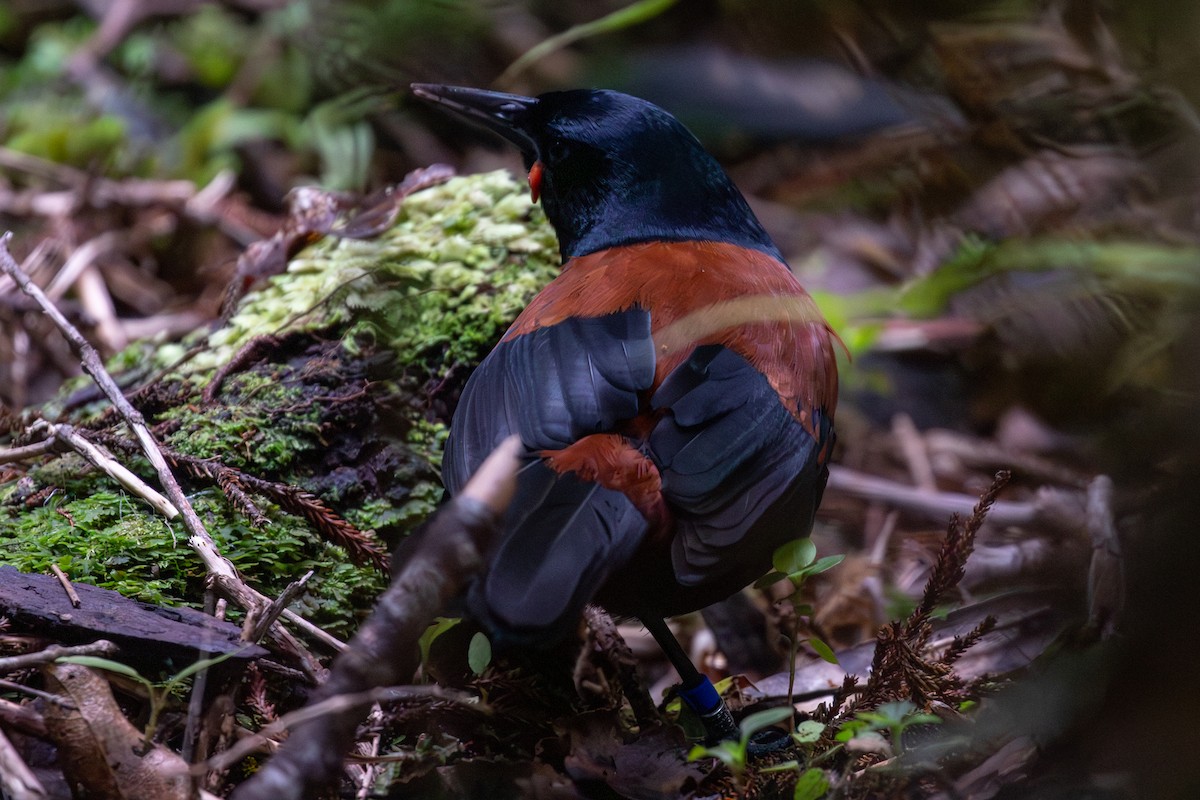 South Island Saddleback - ML645868278