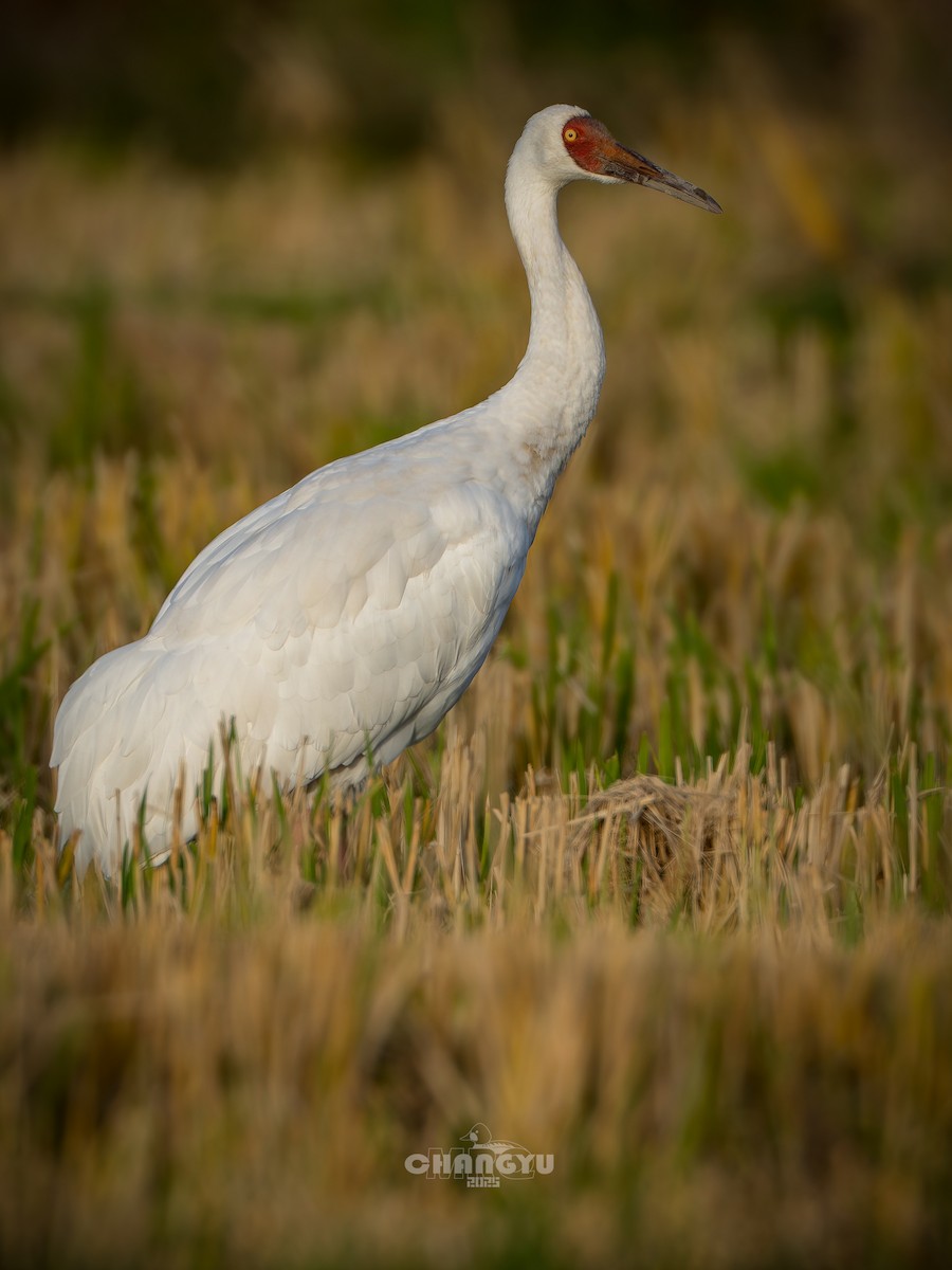Siberian Crane - ML645868280