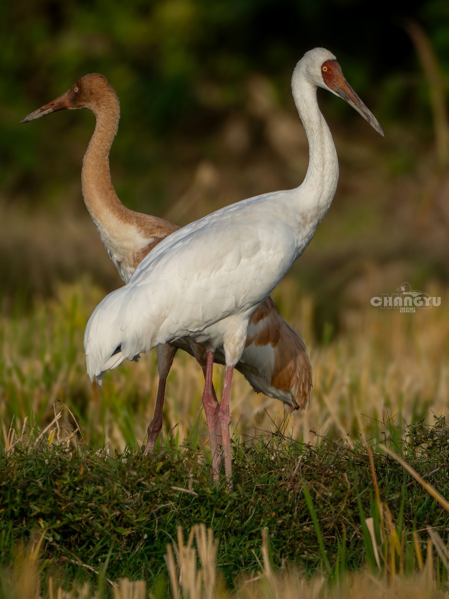 Siberian Crane - ML645868281