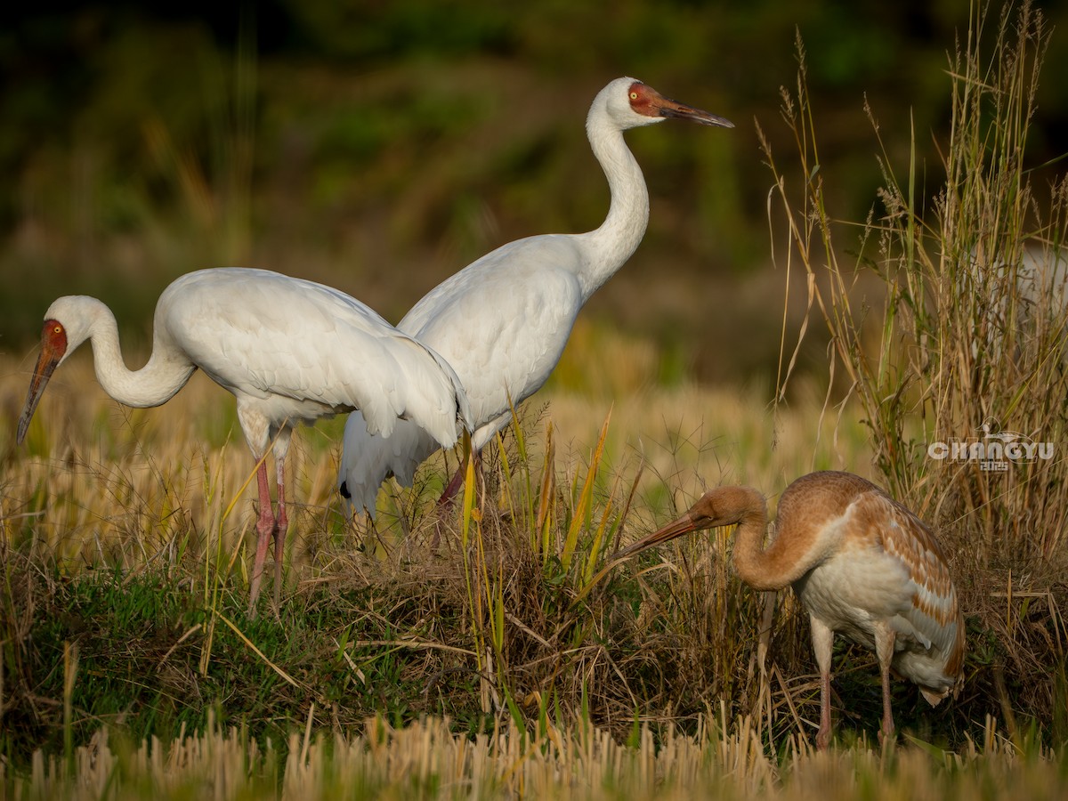 Siberian Crane - ML645868282
