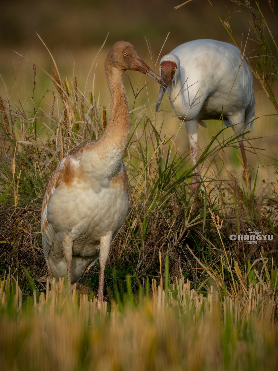 Siberian Crane - ML645868283