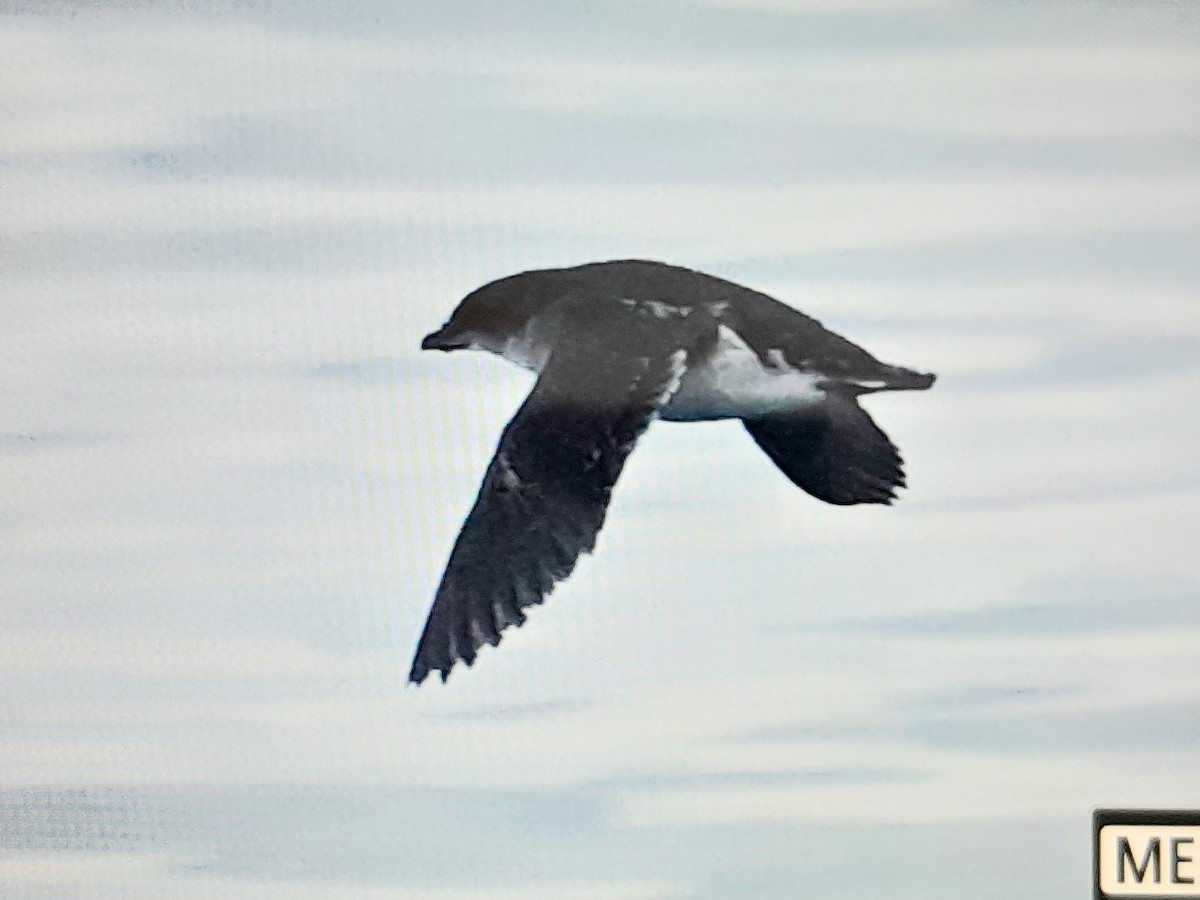 Common Diving-Petrel - ML645868293