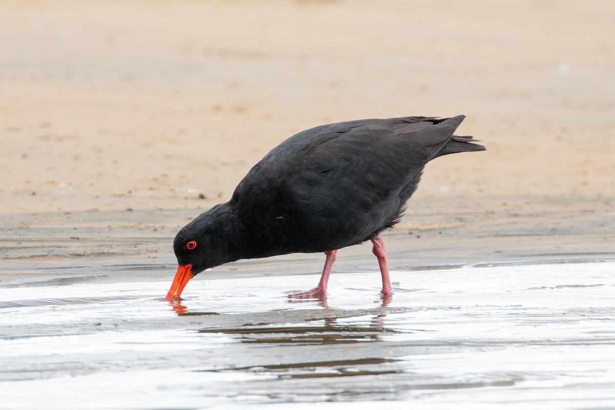 Variable Oystercatcher - ML645868298