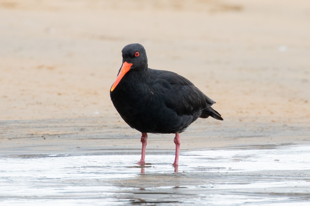 Variable Oystercatcher - ML645868299