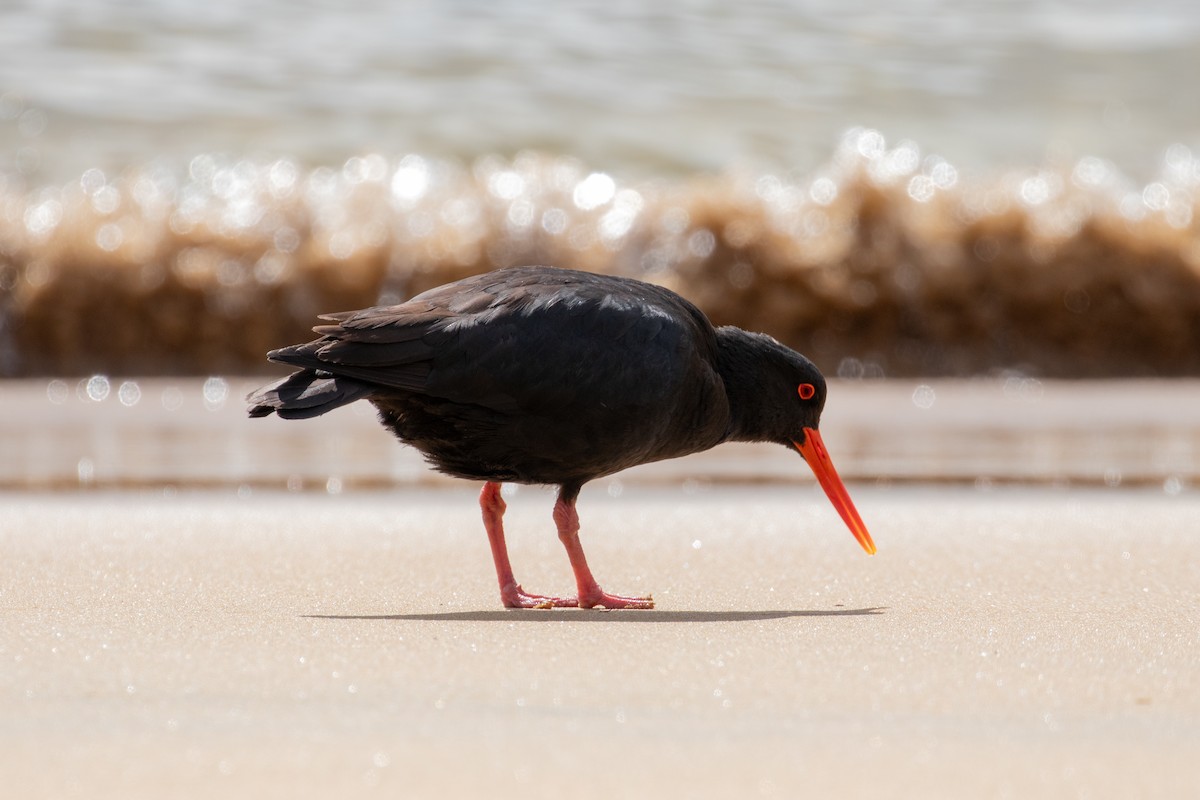 Variable Oystercatcher - ML645868300