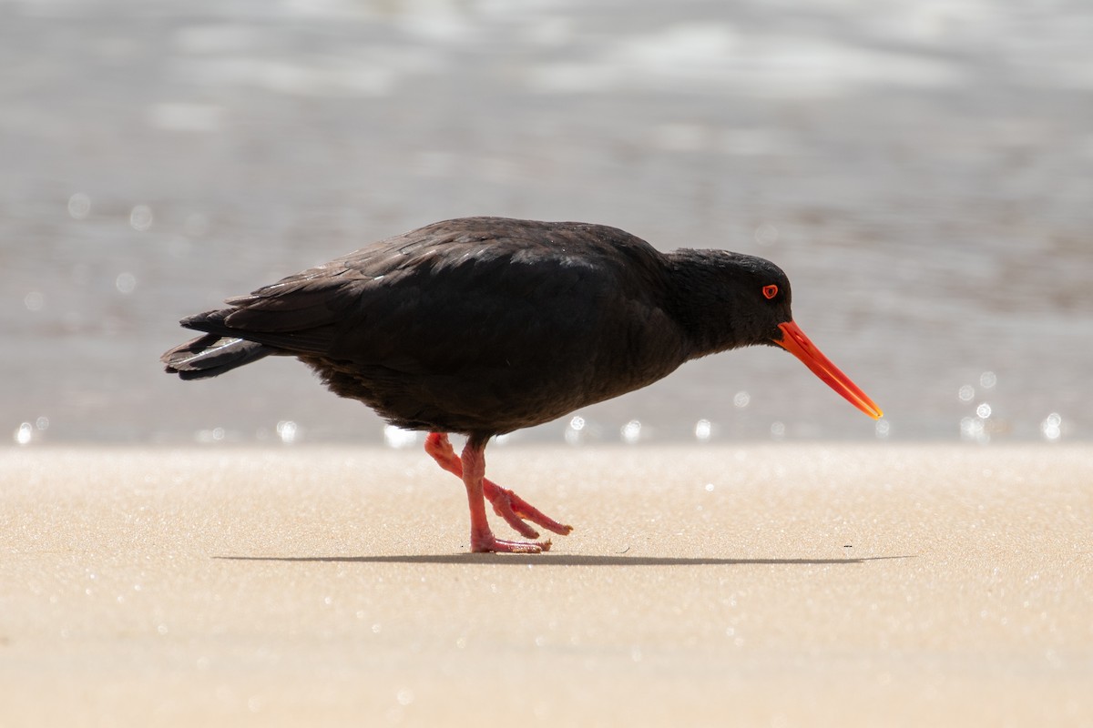 Variable Oystercatcher - ML645868301