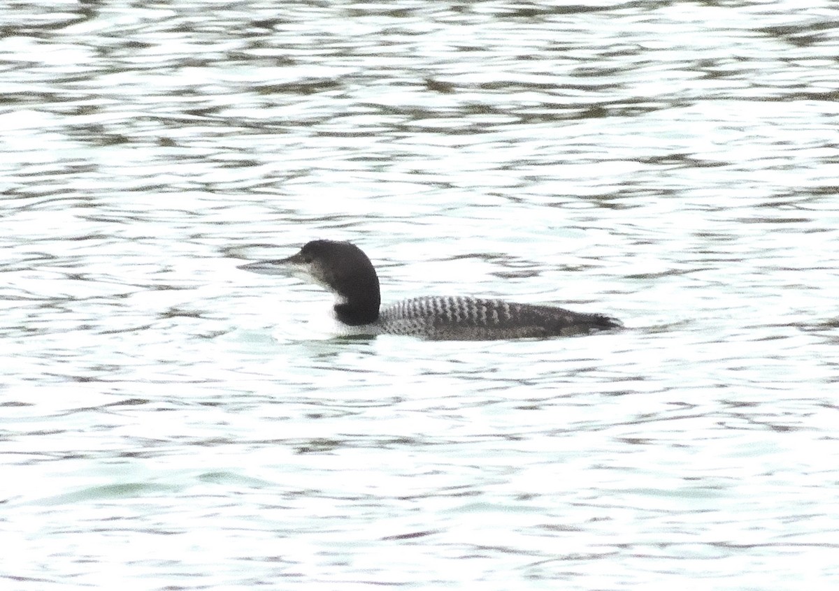 Common Loon - ML645868311