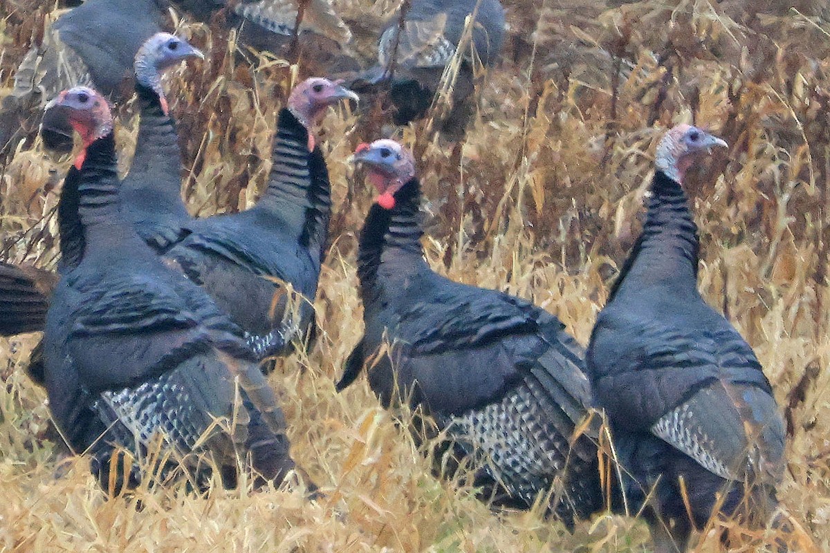 Wild Turkey - ML645868336