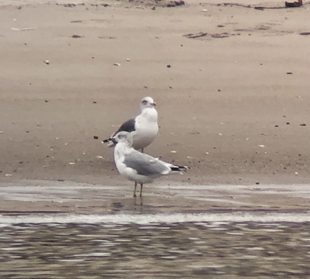 Lesser Black-backed Gull - ML645868338