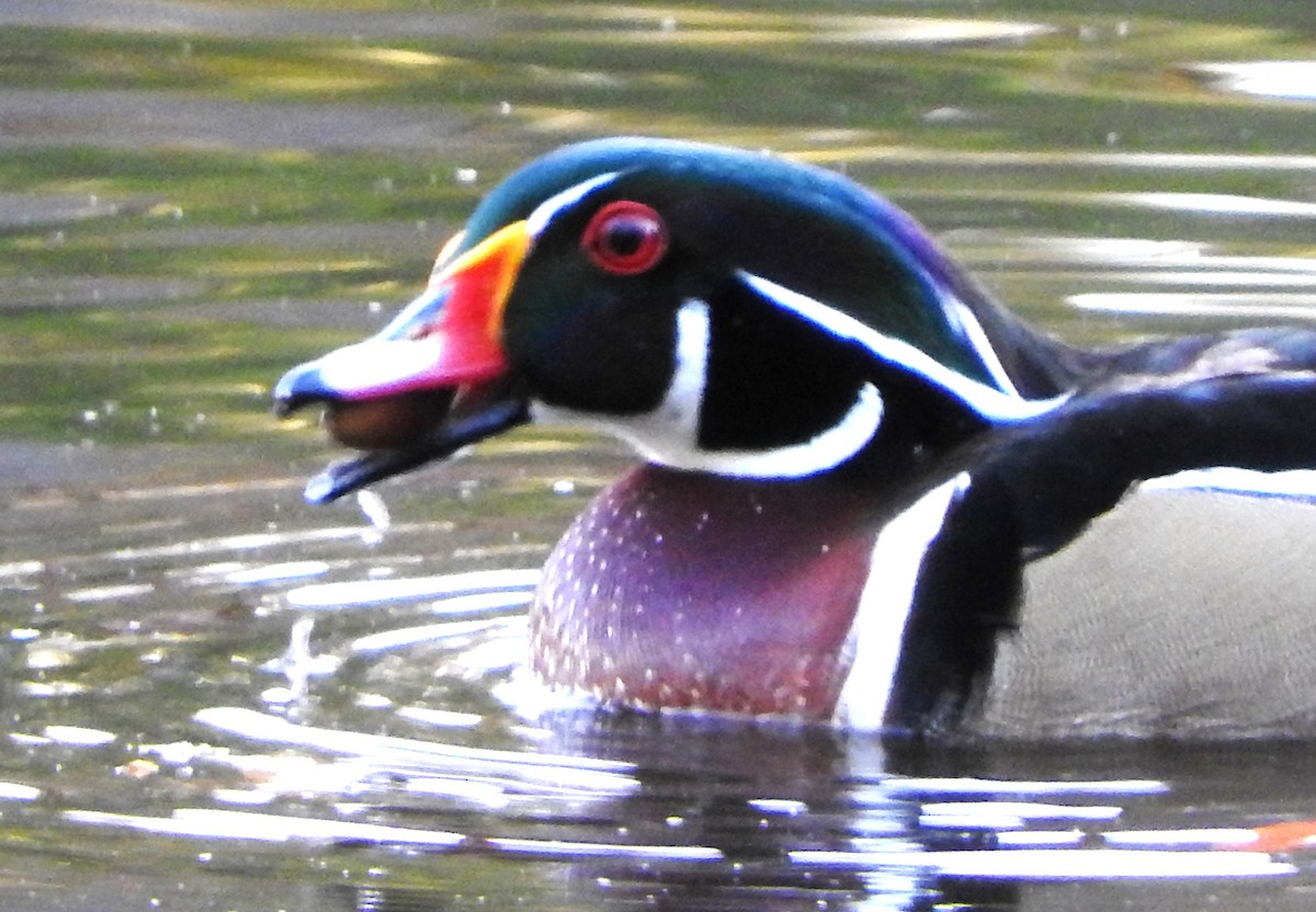 Wood Duck - ML645868340
