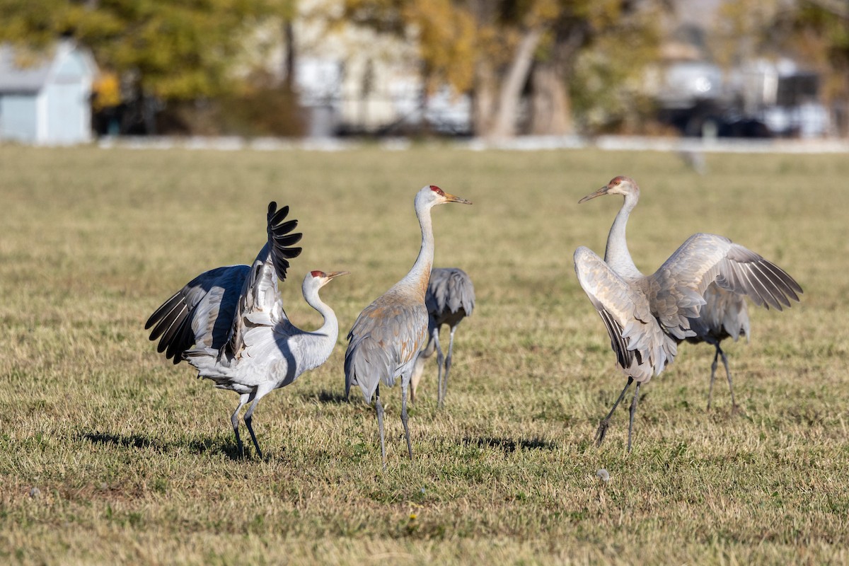 Sandhill Crane (Greater) - ML645868342