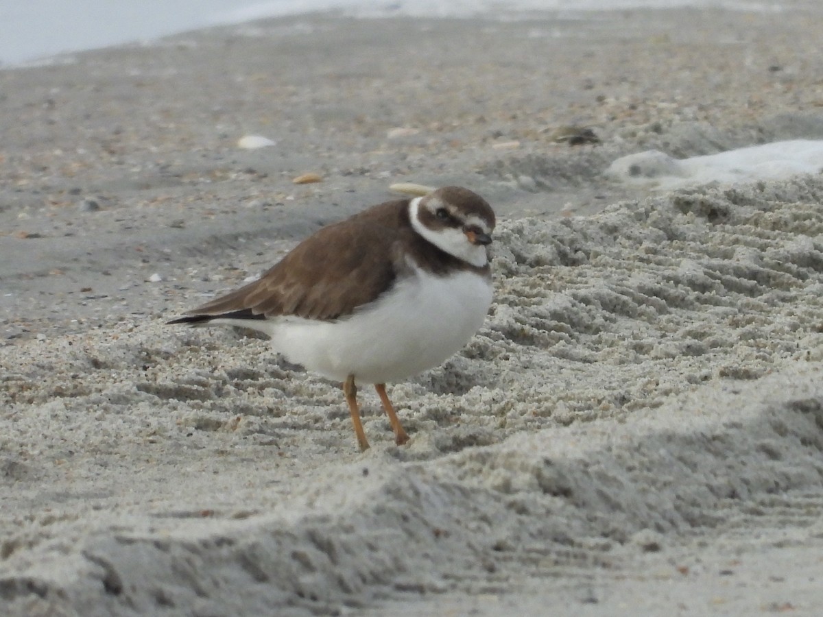 Semipalmated Plover - ML645868351